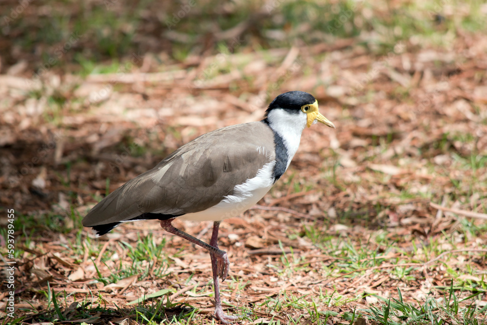 this is a side view of a masked lapwing this is a side view of a masked lapwing