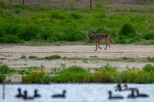 Coyote walking past coots after an unsuccessful hunt in San Jacinto Wildlife area