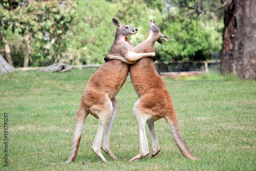 Tableau sur toile the male red kangaroos body is a shade of red fur his head is grey with a white