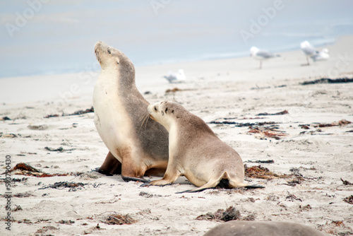 this is a cub and its mum on the beach