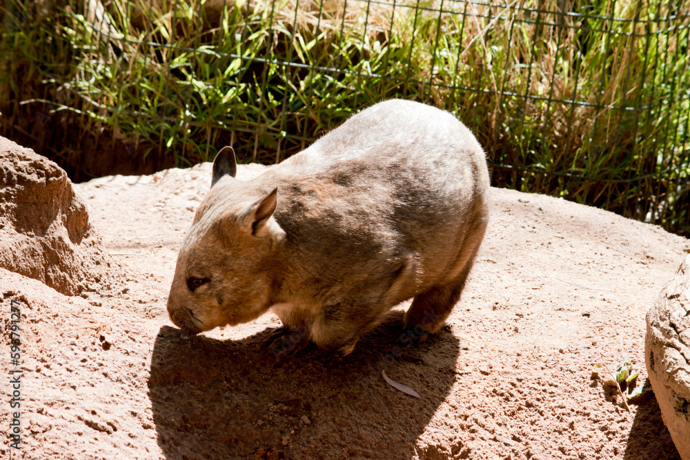 the hairy nosed wombat is looking for food the hairy nosed wombat is looking for food