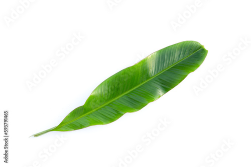 Fresh banana leaves on white background.