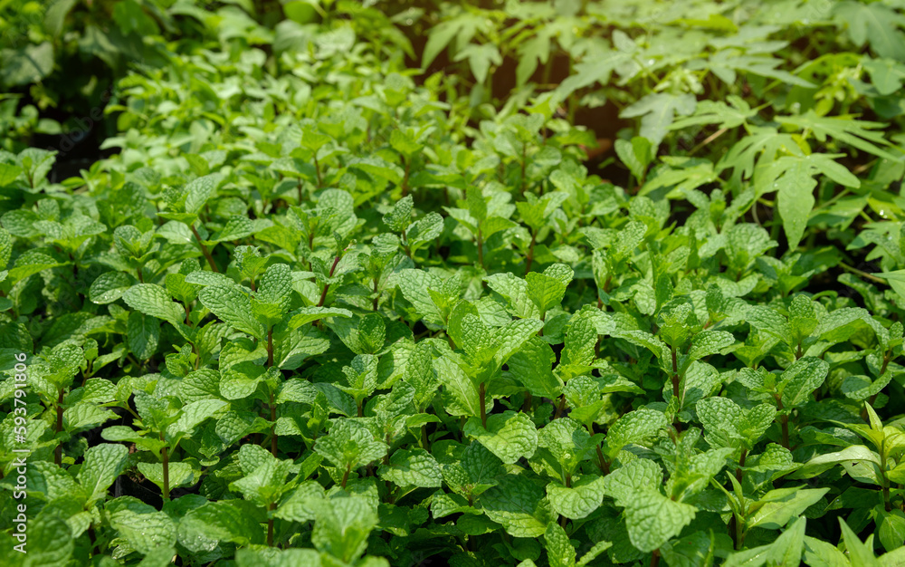 Peppermint or Mentha x piperita, Mint leaves in garden. Peppermint or Mentha x piperita, Mint leaves in garden.
