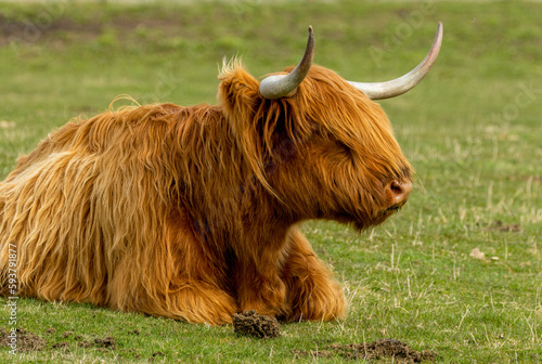 Big red scottish highland cow with large horns in a green field in the sunshine 