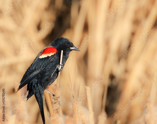 red winged blackbird