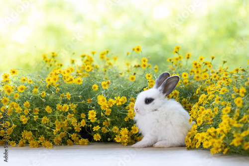 Lovely bunny easter fluffy baby rabbit with colorful easter eggs on green garden with daisy flowers nature background on sunny warmimg springtime day. Symbol of easter day festival. summer season. photo