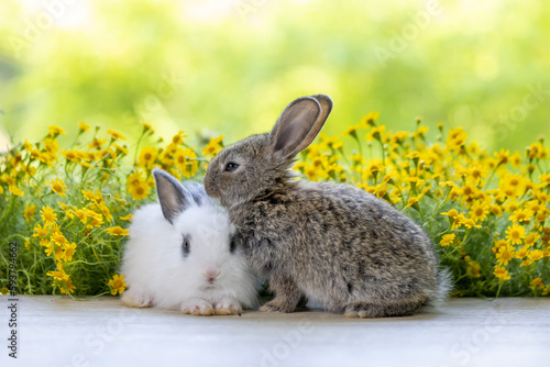 Lovely bunny easter fluffy baby rabbit with colorful easter eggs on green garden with daisy flowers nature background on sunny warmimg springtime day. Symbol of easter day festival. summer season. photo