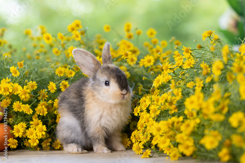 Lovely bunny easter fluffy baby rabbit with colorful easter eggs on green garden with daisy flowers nature background on sunny warmimg springtime day. Symbol of easter day festival. summer season. photo