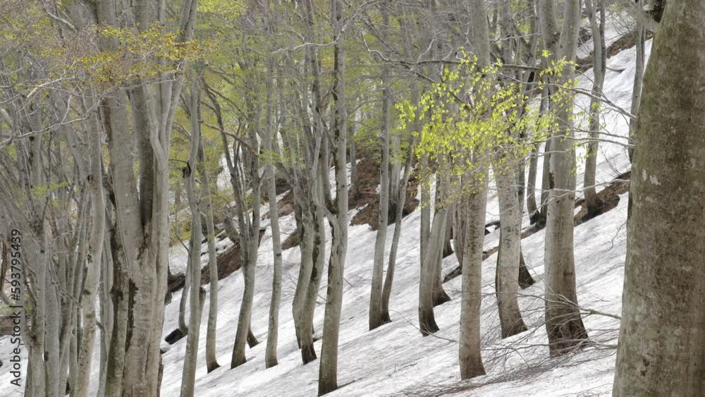 森の風景　残雪と新緑のブナの森