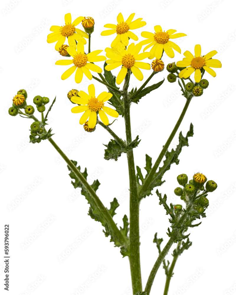 Yellow flowers of Senecio Vernalis, Eastern groundsel, Spring groundsel, isolated on white background