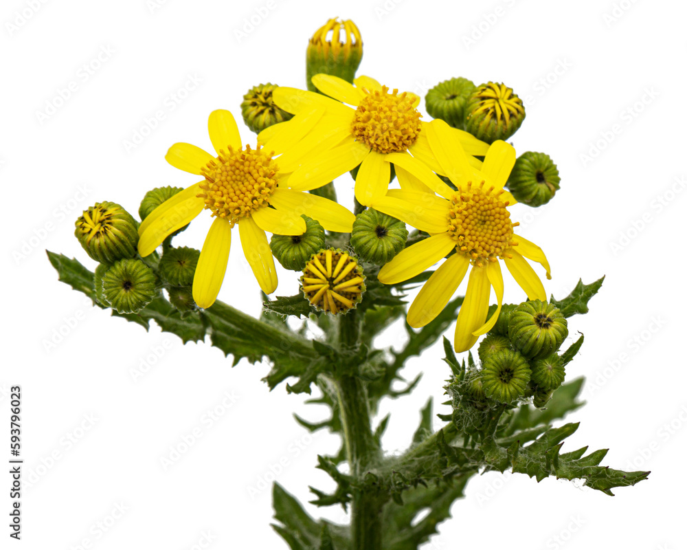 Yellow flowers of Senecio Vernalis, Eastern groundsel, Spring groundsel, isolated on white background