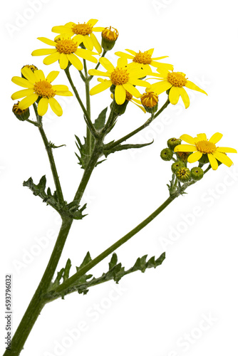 Yellow flowers of Senecio Vernalis, Eastern groundsel, Spring groundsel, isolated on white background