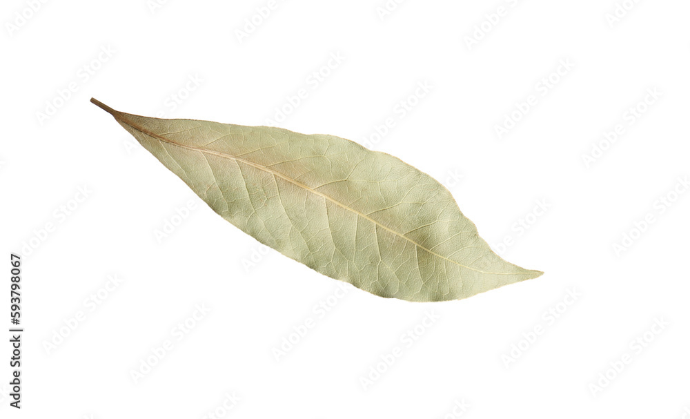 One aromatic bay leaf isolated on white One aromatic bay leaf isolated on white