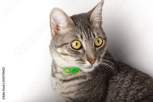 Fototapeta Naklejka Na Ścianę i Meble -  La mirada cautivadora de un gato gris