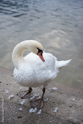 White swan on the lake