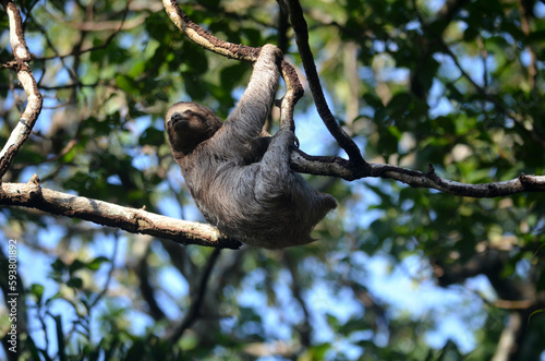 Un bebe perezoso esta colgado en la rama de un árbol en la selva tropical © Lenny