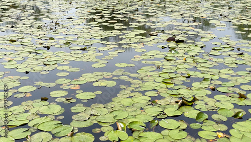 Round lotus leaves, beautiful lotus pond