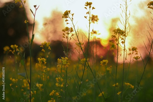 Fototapeta Naklejka Na Ścianę i Meble -  Mustard Flowers sunrise in the field