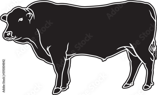 Senapol Sketch Vector