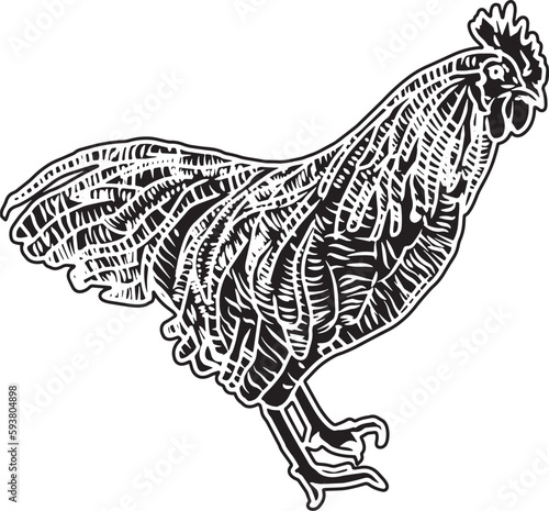 Plymouth Rock Chicken Sketch Vector