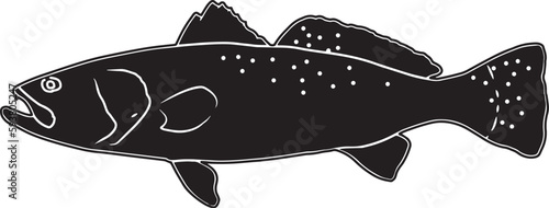Spotted Seatrout Hand sketched, hand drawn vector clipart photo