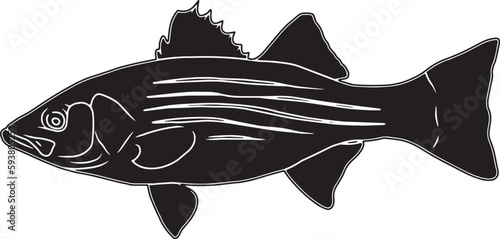 Striped Bass Hand sketched, hand drawn vector clipart