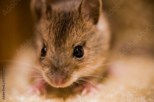 A baby house mouse scuttles along carpeted stairs in a house looking for food UK