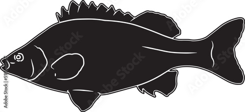 Silver Perch Hand sketched, hand drawn vector clipart
