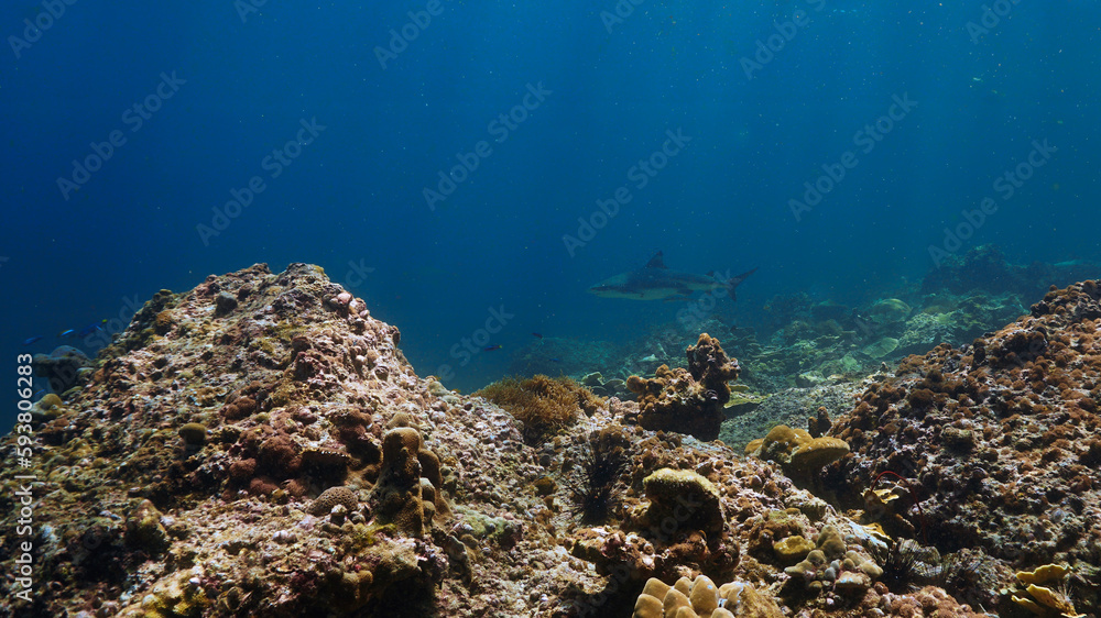 Fototapeta premium Underwater photo of Blacktip reef shark at coral reef in beautiful light. From a scuba dive in the Andaman sea in Thailand.