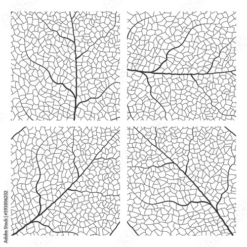 Leaf vein vector texture isolated transparent autumn black detail botanical vein leaf organic