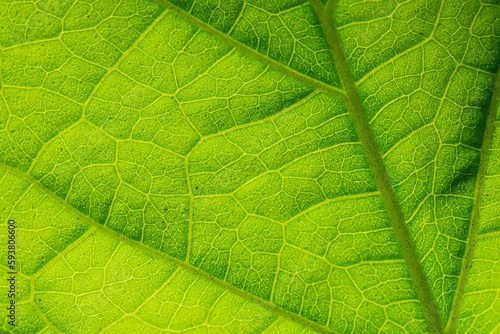Green leaf veins textures for backgrounds and wallpaper. Texture background. Abstract background. Macro photography. Close up	
