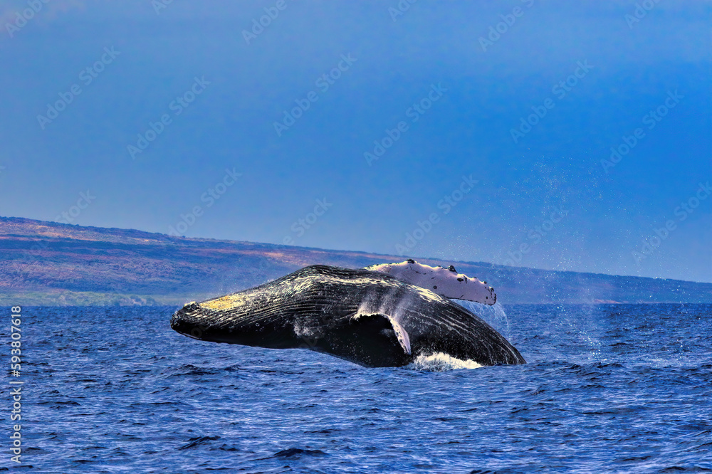 Obraz premium whale in the ocean barely getting out of the water during a breach.