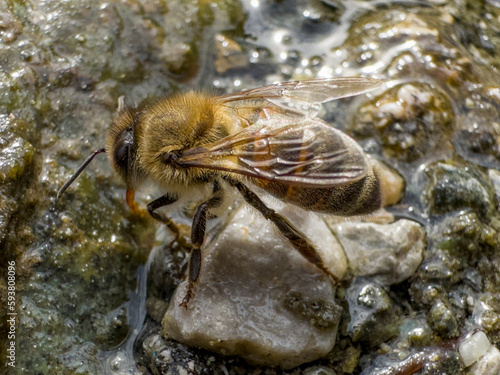 bees are very sensitive and they want to drink from clean water sources