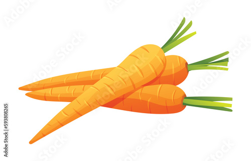 Carrots vector illustration. Fresh vegetable isolated on white background