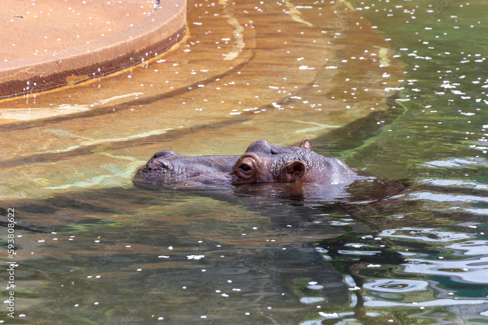 Obraz premium 水面から顔を出したカバ