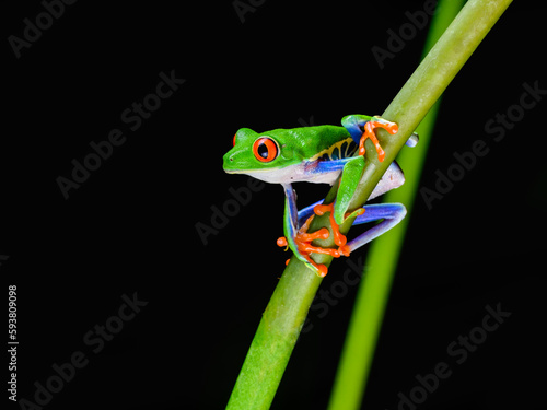 Red-eyed tree frog with bright vivid colors at night in tropical rainforest treefrog in jungle Costa Rica © FotoRequest