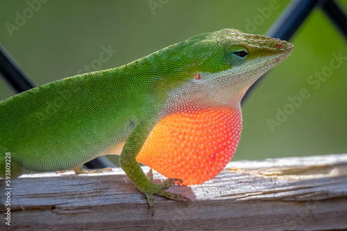 A Male Green Anole flares his red Dewlap or Throat Fan to attract a mate  claim territory  or deter threats.