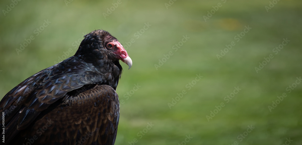Fototapeta premium Nature's Cleanup Crew: Wildlife Photography of a Turkey Vulture's Head in Close-Up Detail. Wildlife Photography. 