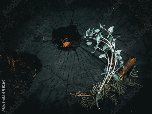 Overhead Shot of a Scorched and Blackened Eucalyptus Tree Trunk with Fresh SIlvery White Eucalyptus Sprig, Fresh Bark and Weeping Willow Sprig Placed on Top