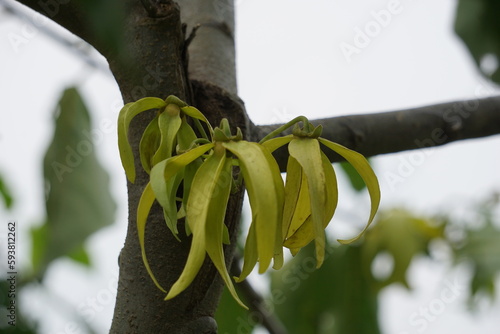 Cananga odorata flower with a natural background. The flower often used as parfume or traditional ritual photo