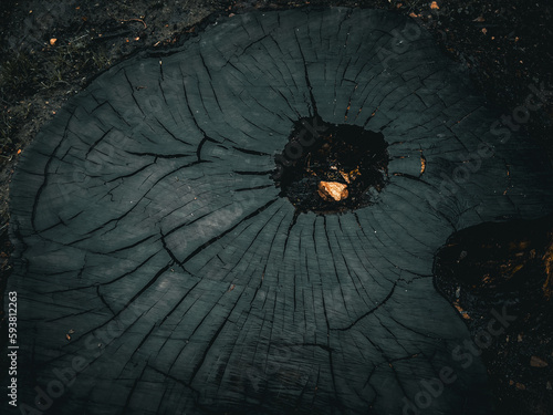 Overhead of a Charred Eucalyptus Tree Trunk