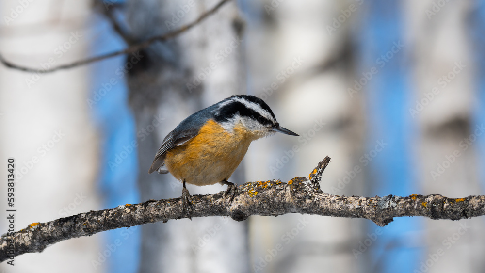 Red-breasted Nuthatch profile view song bird perched on a branch close up and blurred background. Birding and wildlife photography Red-breasted Nuthatch profile view song bird perched on a branch close up and blurred background. Birding and wildlife photography