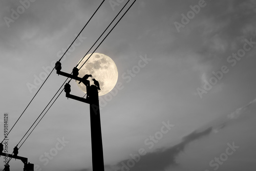 Silhouette of a power pole with a crow perched in a full moon atmosphere. © Warawut