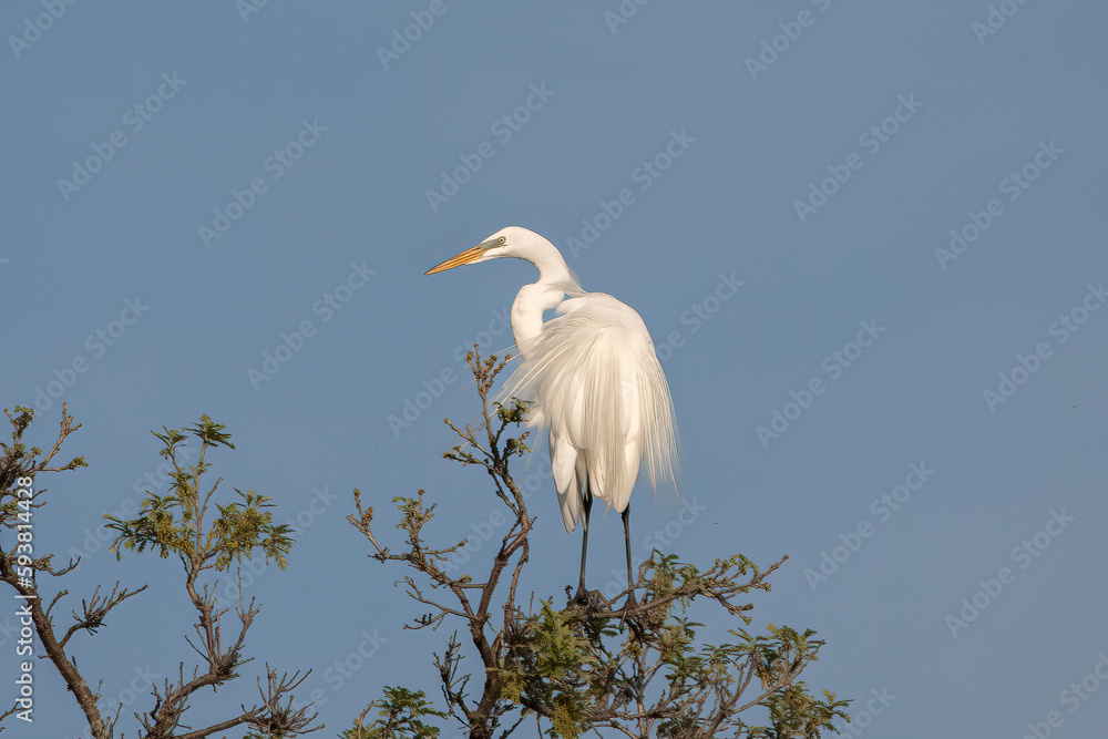 Fabulous Feathers, Great Egret in a Tree. The large white heron species watches its lake landscape. A common bird in North America, and in the water covered state of Minnesota Fabulous Feathers, Great Egret in a Tree. The large white heron species watches its lake landscape. A common bird in North America, and in the water covered state of Minnesota