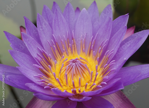 Beautiful Purple Lotus flower on the pond.