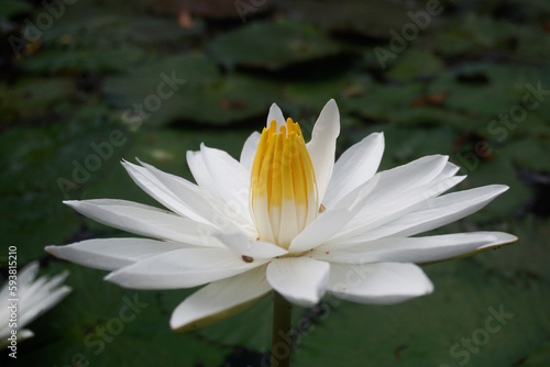 White Lotus Flower