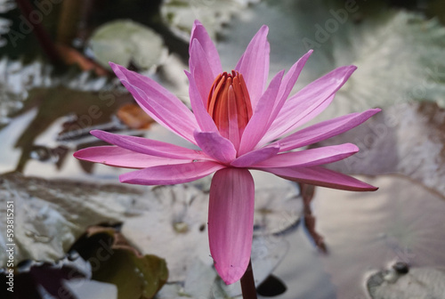 Beautiful pink lotus on the pond.