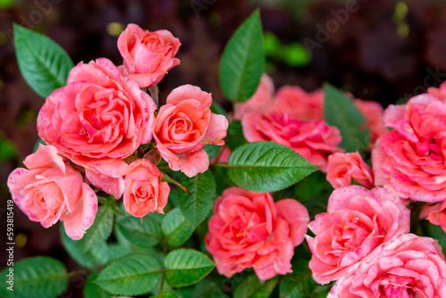 A lush pink roses in a summer garden  floribunda 