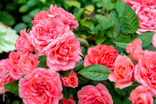 A lush pink roses in a summer garden  floribunda 