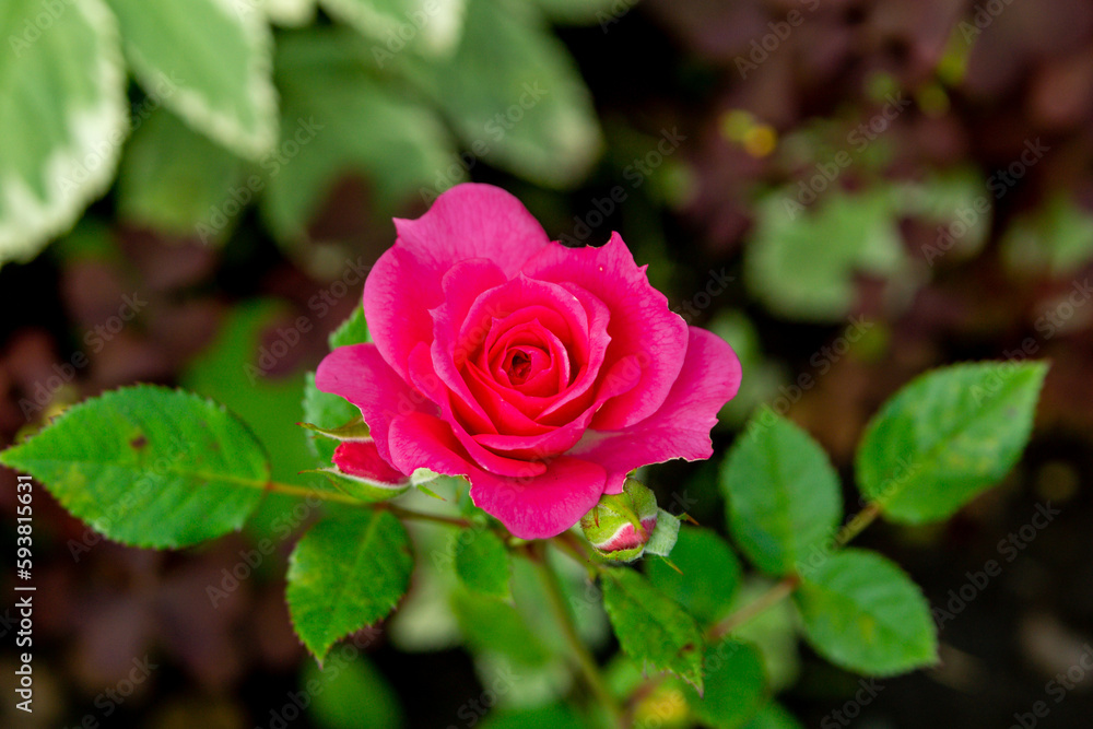 A small magenta rose in a summer garden A small magenta rose in a summer garden